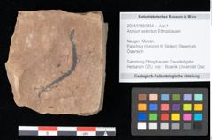 Foto (Objekt + Etikett) von Aronium extinctum Ettingshausen (NHMW-GEO-2024-0188-0454)